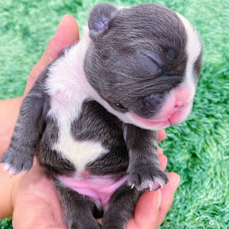 販売中の鹿児島県のフレンチブルドッグ-432050の2枚目