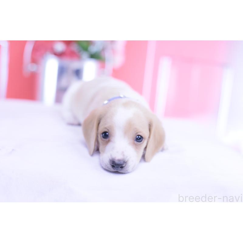 販売中の愛知県のミニチュアダックスフンド(スムースヘアード)-432051の10枚目