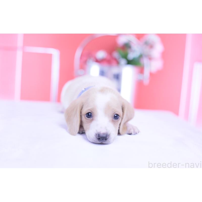 販売中の愛知県のミニチュアダックスフンド(スムースヘアード)-432051の9枚目