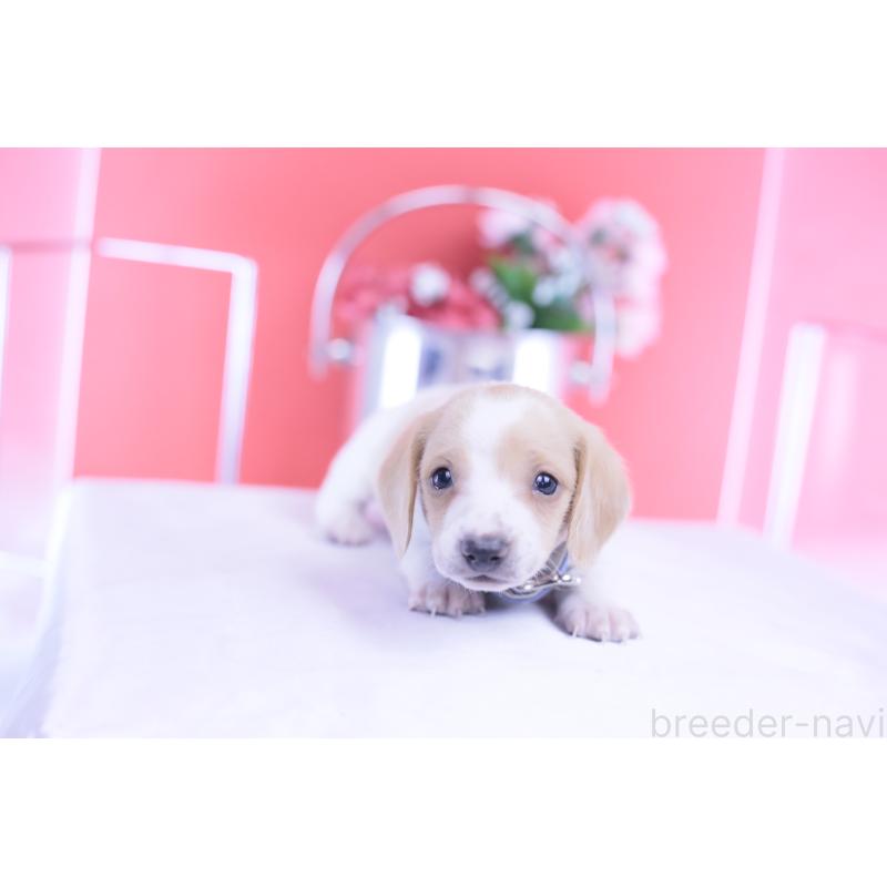 販売中の愛知県のミニチュアダックスフンド(スムースヘアード)-432051の8枚目