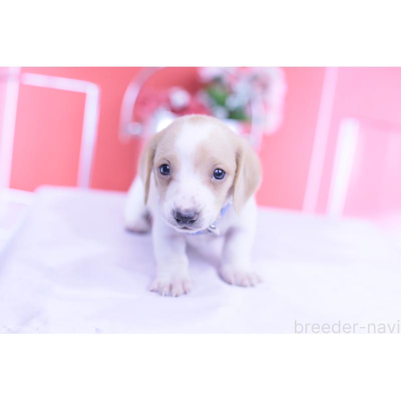 販売中の愛知県のミニチュアダックスフンド(スムースヘアード)-432051の7枚目