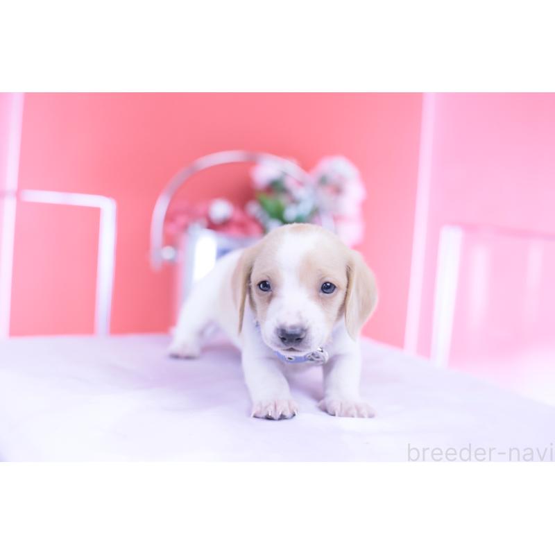 販売中の愛知県のミニチュアダックスフンド(スムースヘアード)-432051の6枚目