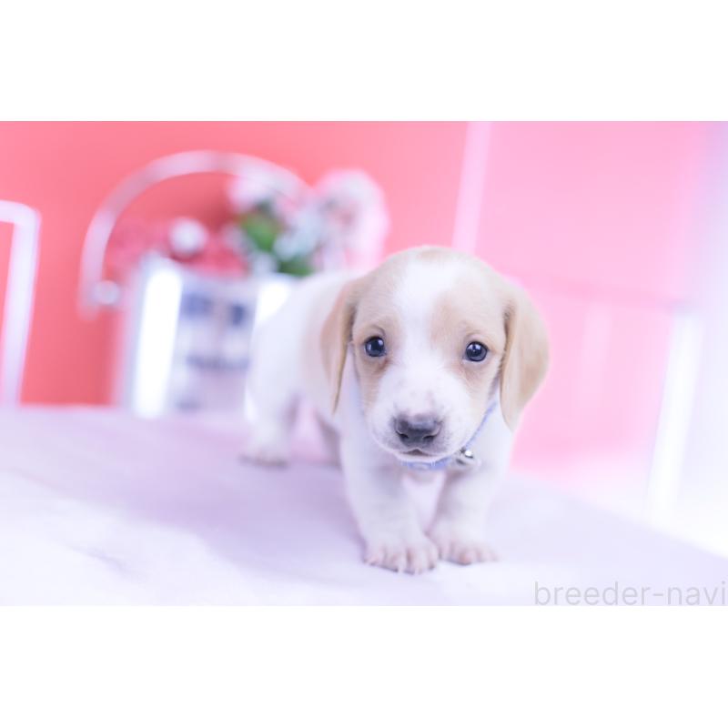 販売中の愛知県のミニチュアダックスフンド(スムースヘアード)-432051の5枚目