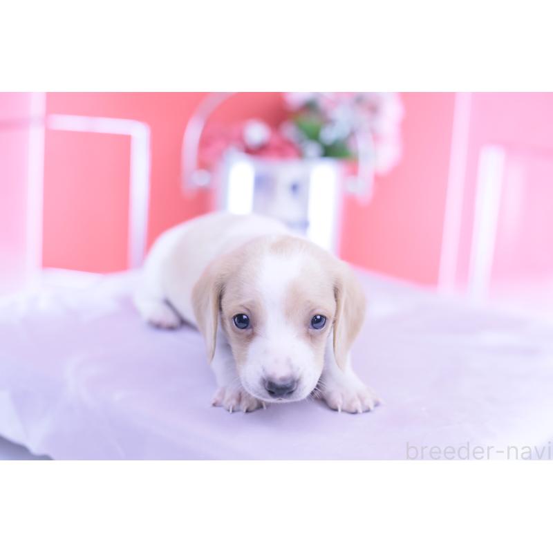 販売中の愛知県のミニチュアダックスフンド(スムースヘアード)-432051の4枚目