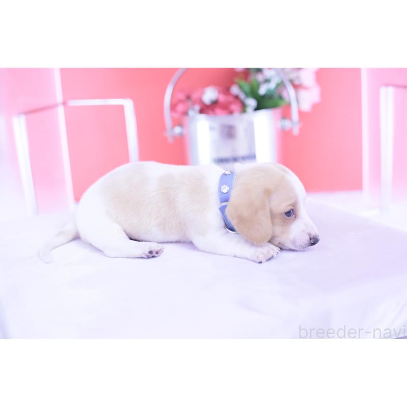 販売中の愛知県のミニチュアダックスフンド(スムースヘアード)-432051の3枚目