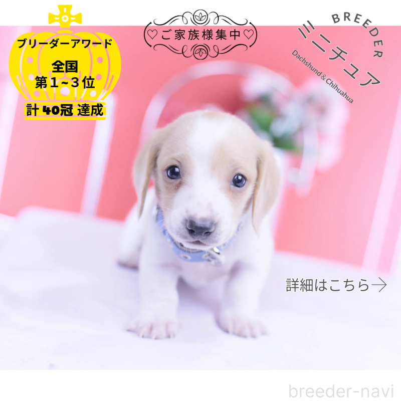 販売中の愛知県のミニチュアダックスフンド(スムースヘアード)-432051