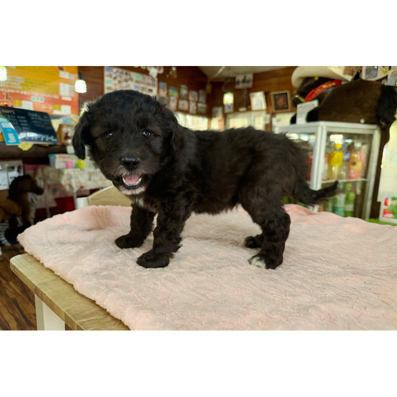 販売中の長野県のボードゥードル:ボーダーコリー×プードル-426714の7枚目