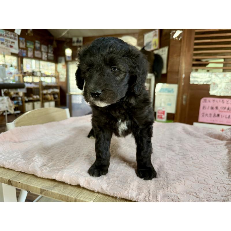 販売中の長野県のボードゥードル:ボーダーコリー×プードル-426714の5枚目