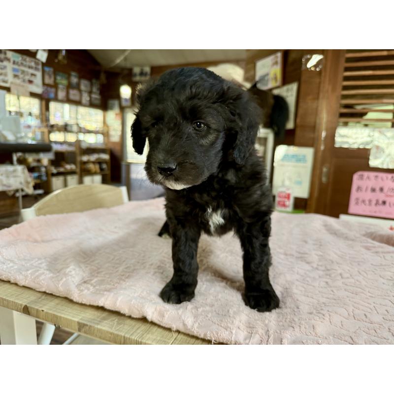 販売中の長野県のボードゥードル:ボーダーコリー×プードル-426714の4枚目