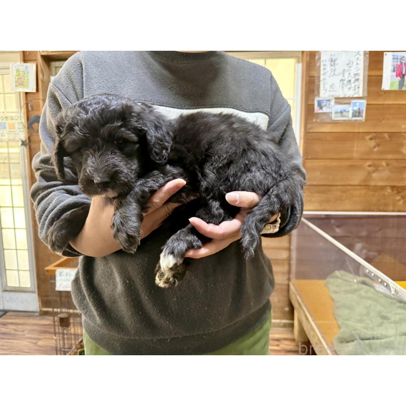 販売中の長野県のボードゥードル:ボーダーコリー×プードル-426714の2枚目