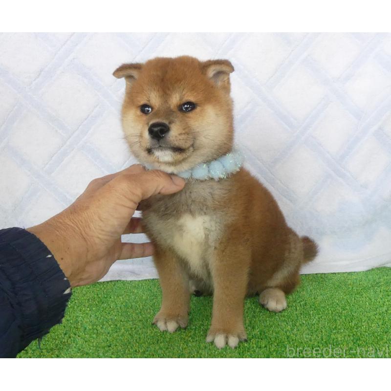 販売中の静岡県の柴犬-432052の6枚目