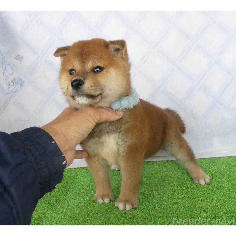 販売中の静岡県の柴犬-432052の5枚目