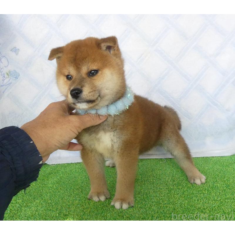 販売中の静岡県の柴犬-432052の4枚目