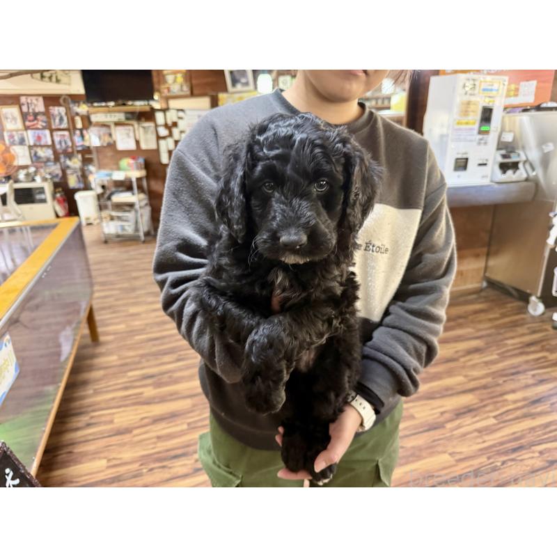 販売中の長野県のボードゥードル:ボーダーコリー×プードル-426710の7枚目