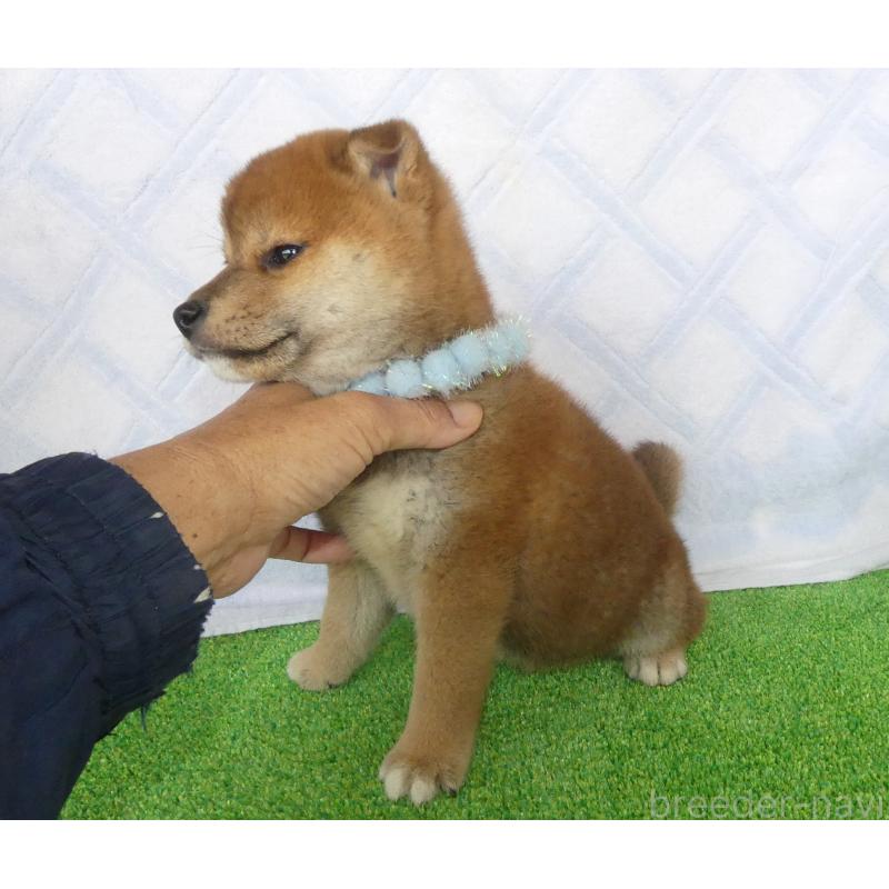 販売中の静岡県の柴犬-432052の3枚目