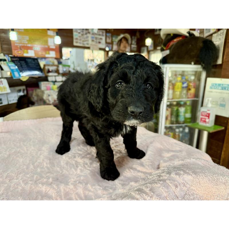 販売中の長野県のボードゥードル:ボーダーコリー×プードル-426710の5枚目