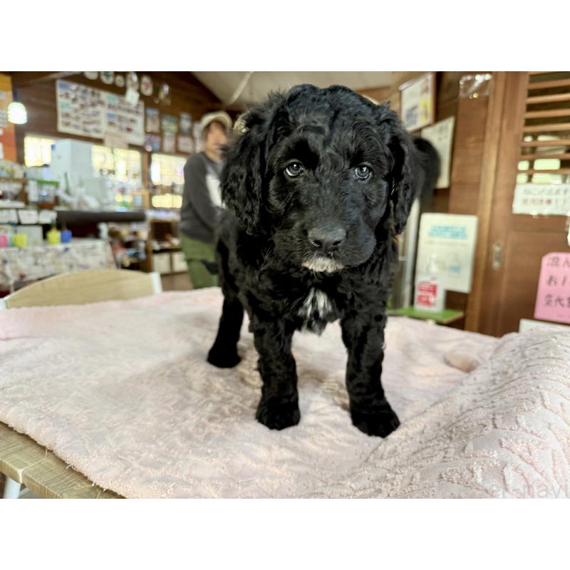 販売中の長野県のボードゥードル:ボーダーコリー×プードル-426710の4枚目