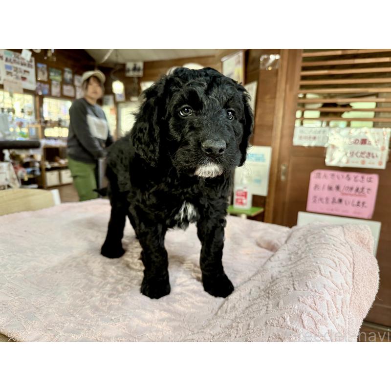 販売中の長野県のボードゥードル:ボーダーコリー×プードル-426710の3枚目
