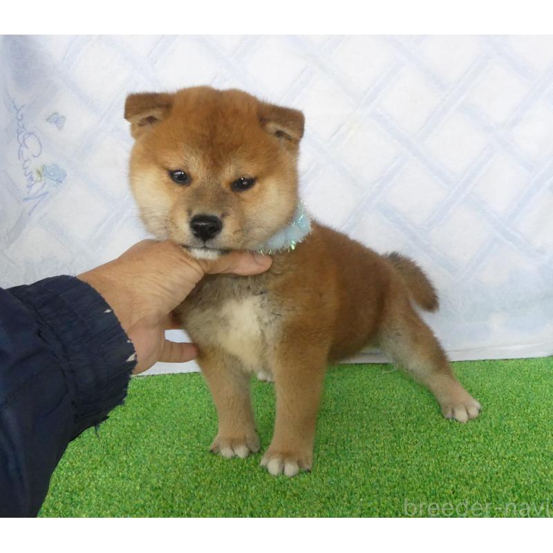 販売中の静岡県の柴犬-432052の2枚目