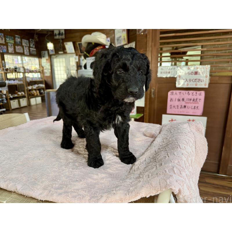 販売中の長野県のボードゥードル:ボーダーコリー×プードル-426710の2枚目