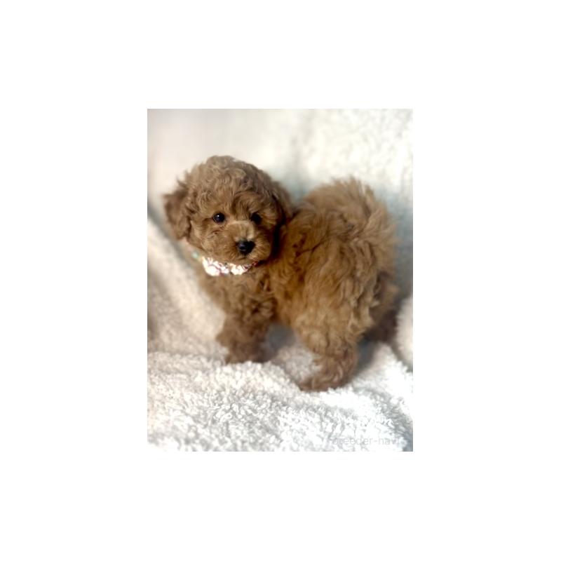 成約済の福岡県のトイプードル-430426の3枚目