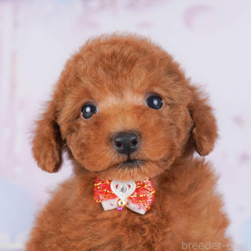 販売中ののトイプードル-432053