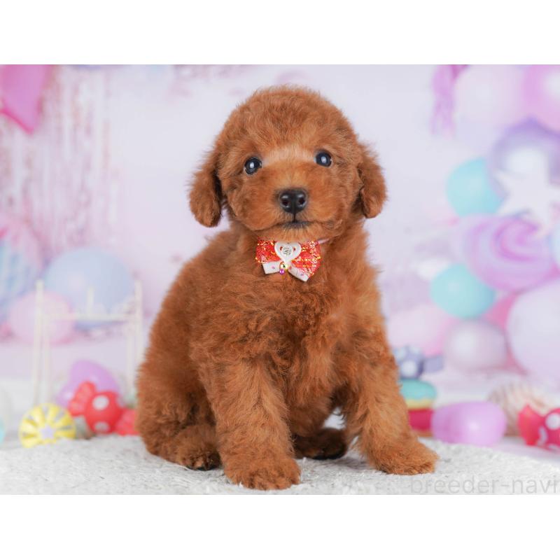 販売中の神奈川県のトイプードル-432053の14枚目