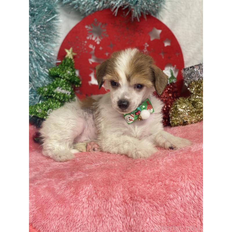 成約済の千葉県のチャイニーズクレステッドドッグ-428101の3枚目