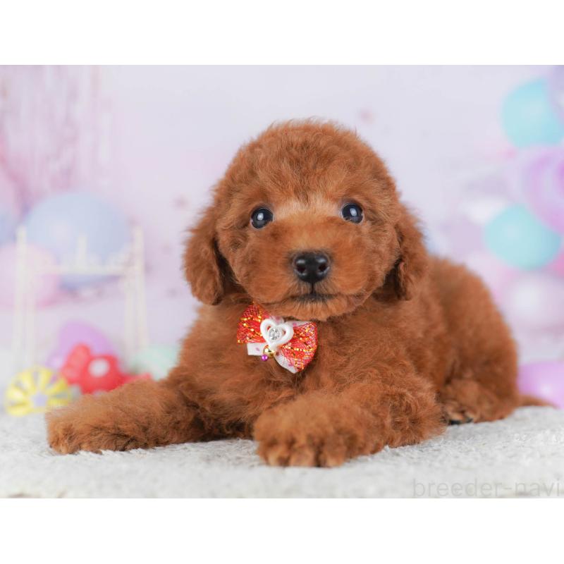 販売中の神奈川県のトイプードル-432053の13枚目