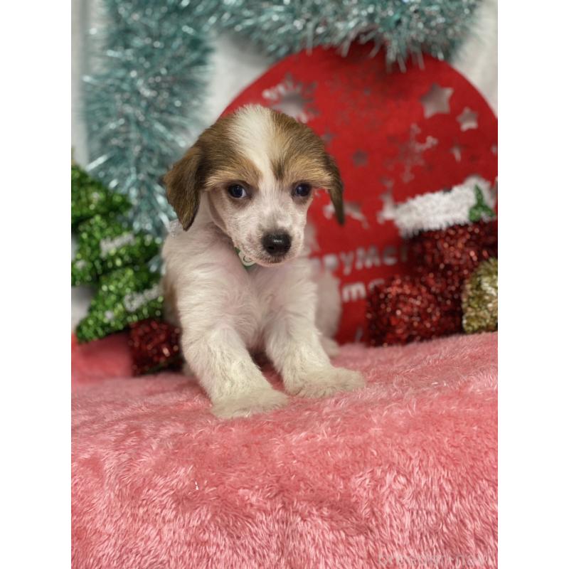 成約済の千葉県のチャイニーズクレステッドドッグ-428101の2枚目