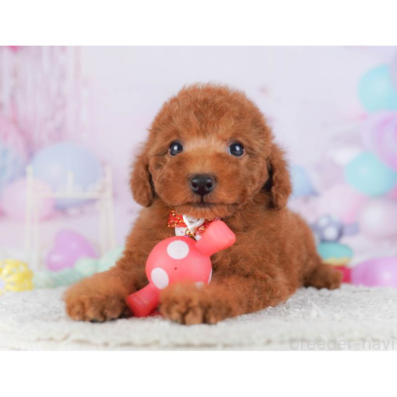 販売中の神奈川県のトイプードル-432053の12枚目