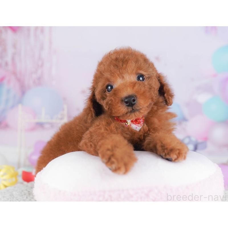 販売中の神奈川県のトイプードル-432053の11枚目