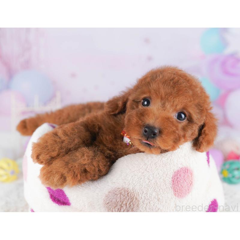 販売中の神奈川県のトイプードル-432053の10枚目