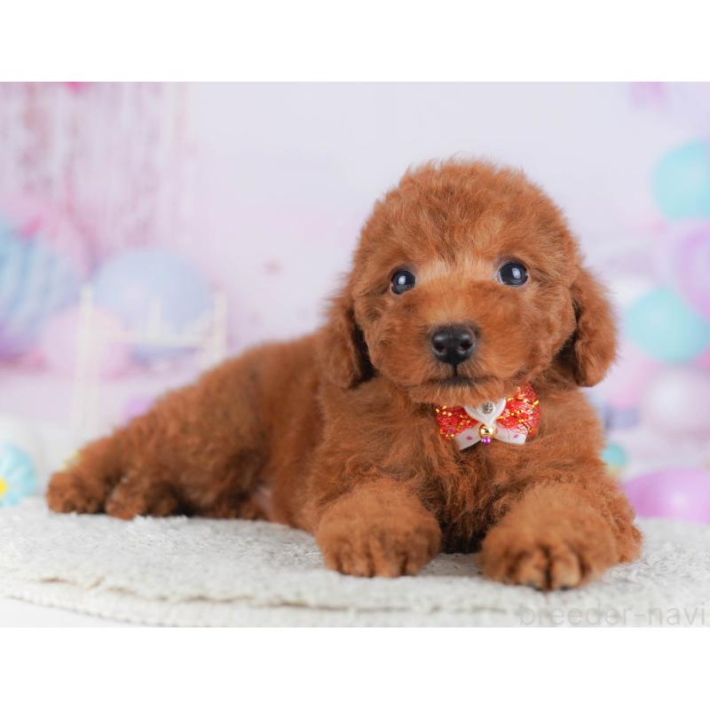 販売中の神奈川県のトイプードル-432053の9枚目