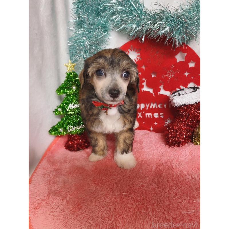 成約済の千葉県のチャイニーズクレステッドドッグ-428104の2枚目