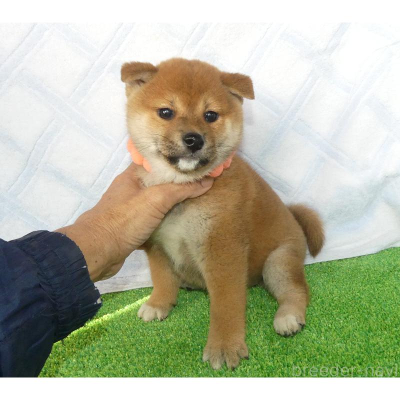 販売中の静岡県の柴犬-432054の4枚目