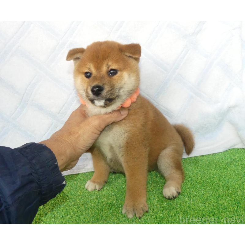 販売中の静岡県の柴犬-432054の3枚目