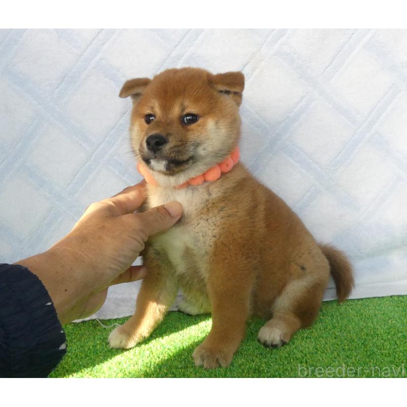 販売中の静岡県の柴犬-432054の2枚目