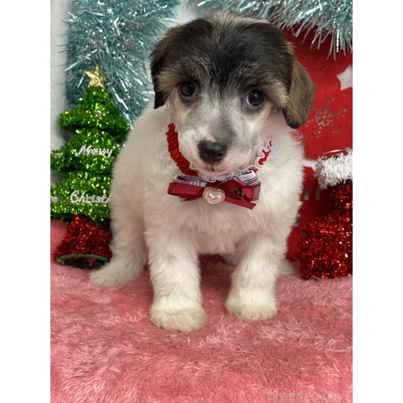 成約済の千葉県のチャイニーズクレステッドドッグ-428103の4枚目