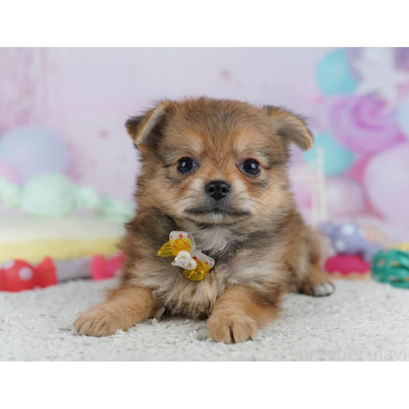 販売中の神奈川県のポメチワ:ポメラニアン×チワワ-432057の14枚目