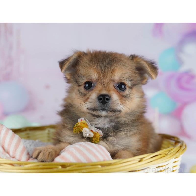 販売中の神奈川県のポメチワ:ポメラニアン×チワワ-432057の13枚目