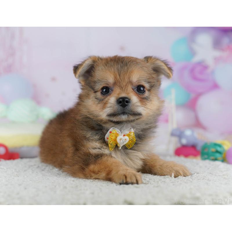 販売中の神奈川県のポメチワ:ポメラニアン×チワワ-432057の12枚目