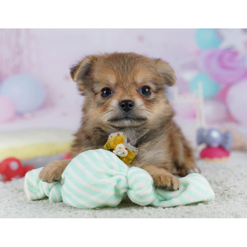 販売中の神奈川県のポメチワ:ポメラニアン×チワワ-432057の11枚目