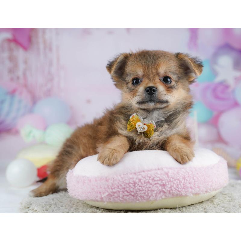 販売中の神奈川県のポメチワ:ポメラニアン×チワワ-432057の10枚目