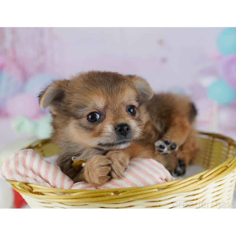 販売中の神奈川県のポメチワ:ポメラニアン×チワワ-432057の9枚目