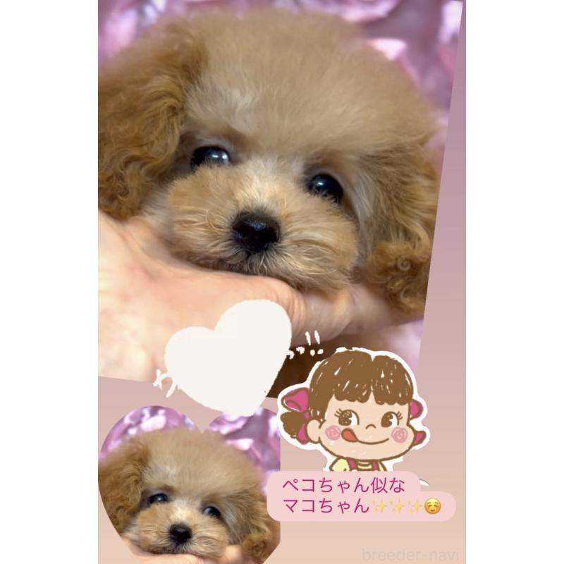 販売中の香川県のタイニープードル-432055の6枚目