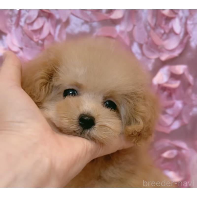 販売中の香川県のタイニープードル-432055の5枚目