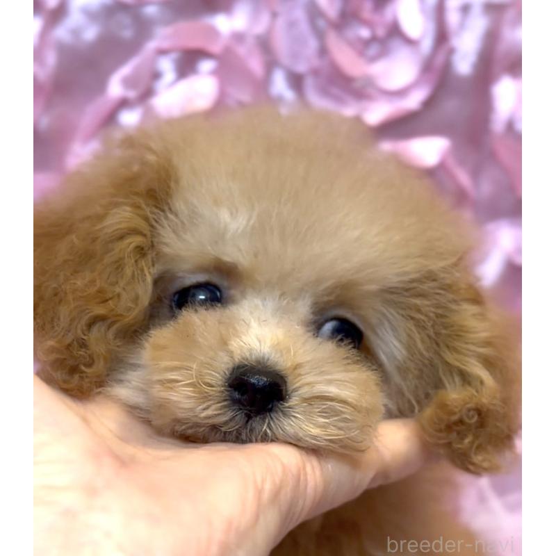 販売中の香川県のタイニープードル-432055の4枚目