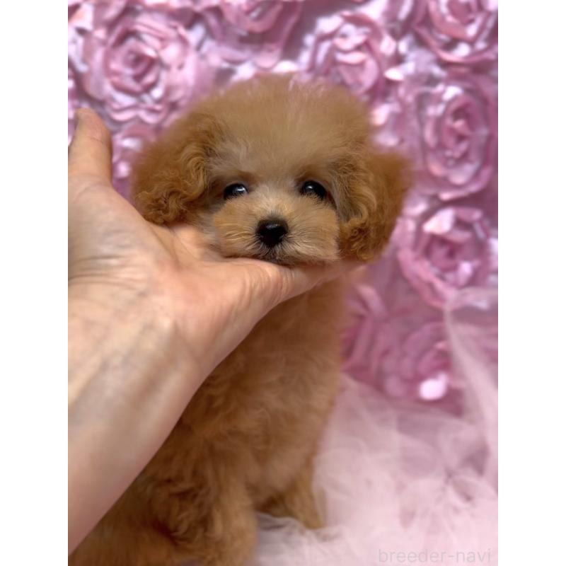 販売中の香川県のタイニープードル-432055の3枚目