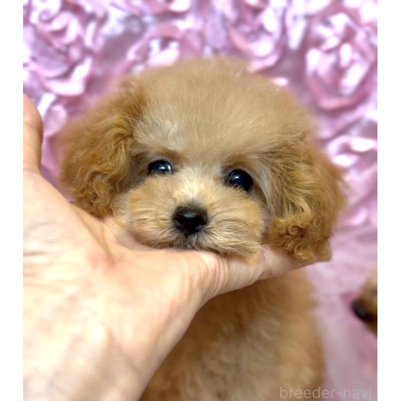 販売中の香川県のタイニープードル-432055の2枚目